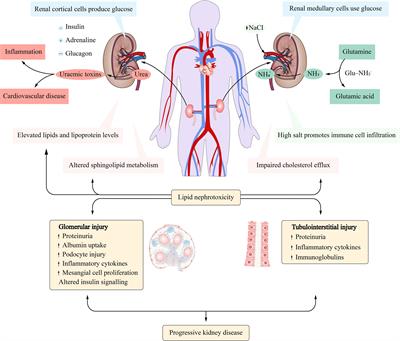 A Deep Insight Into Regulatory T Cell Metabolism in Renal Disease: Facts and Perspectives